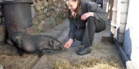 Zašto su vijetnamske svinje toliko popularne u rusiji